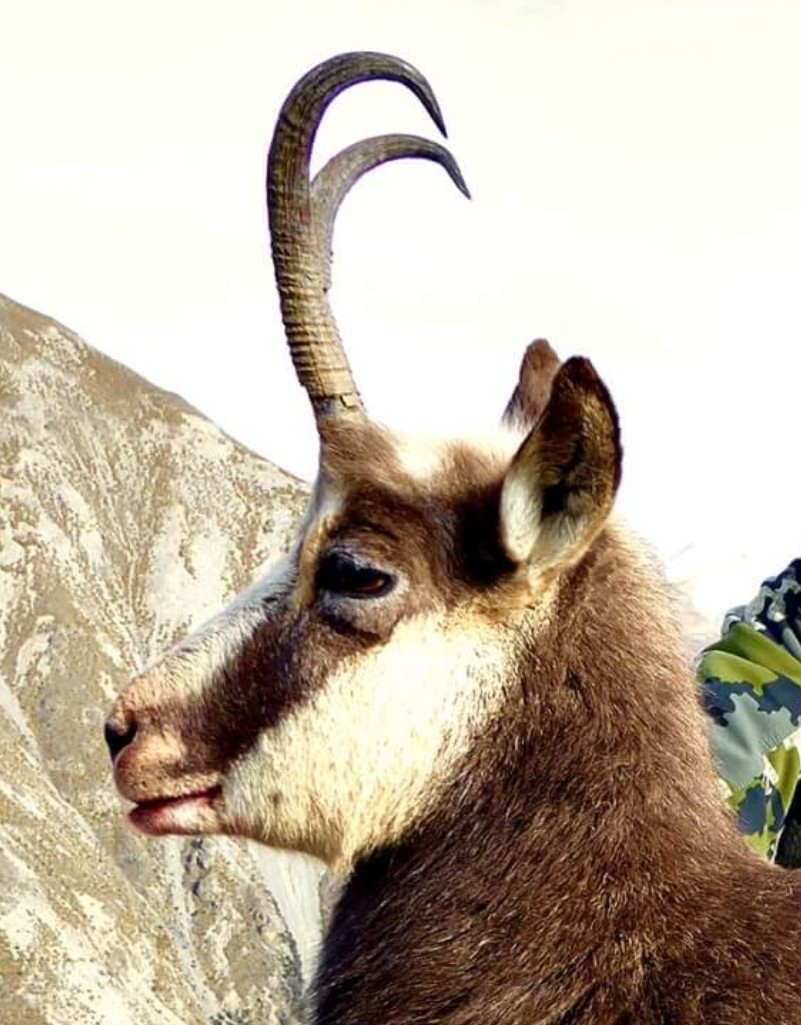 Chamois goat